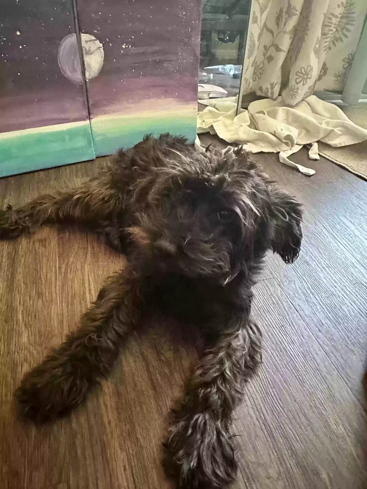 Lost dog in Kissimmee, FL, 34741