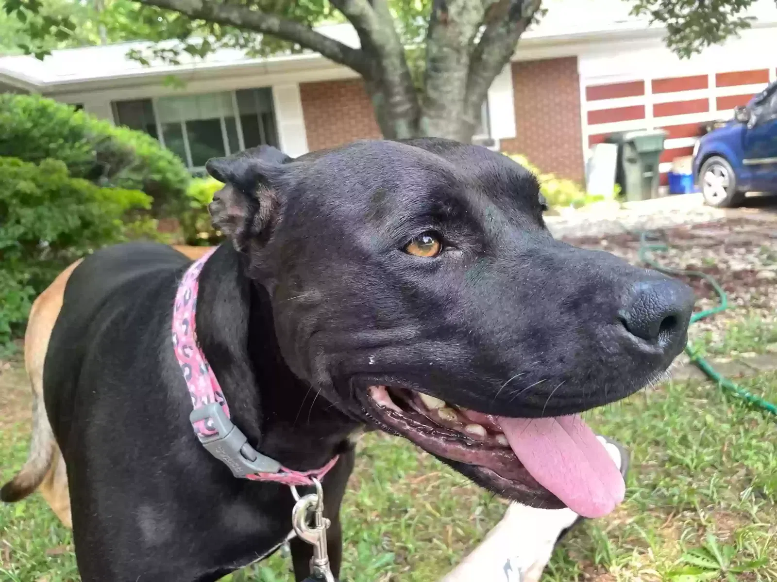 Lost dog in Rock Hill, SC, 29730