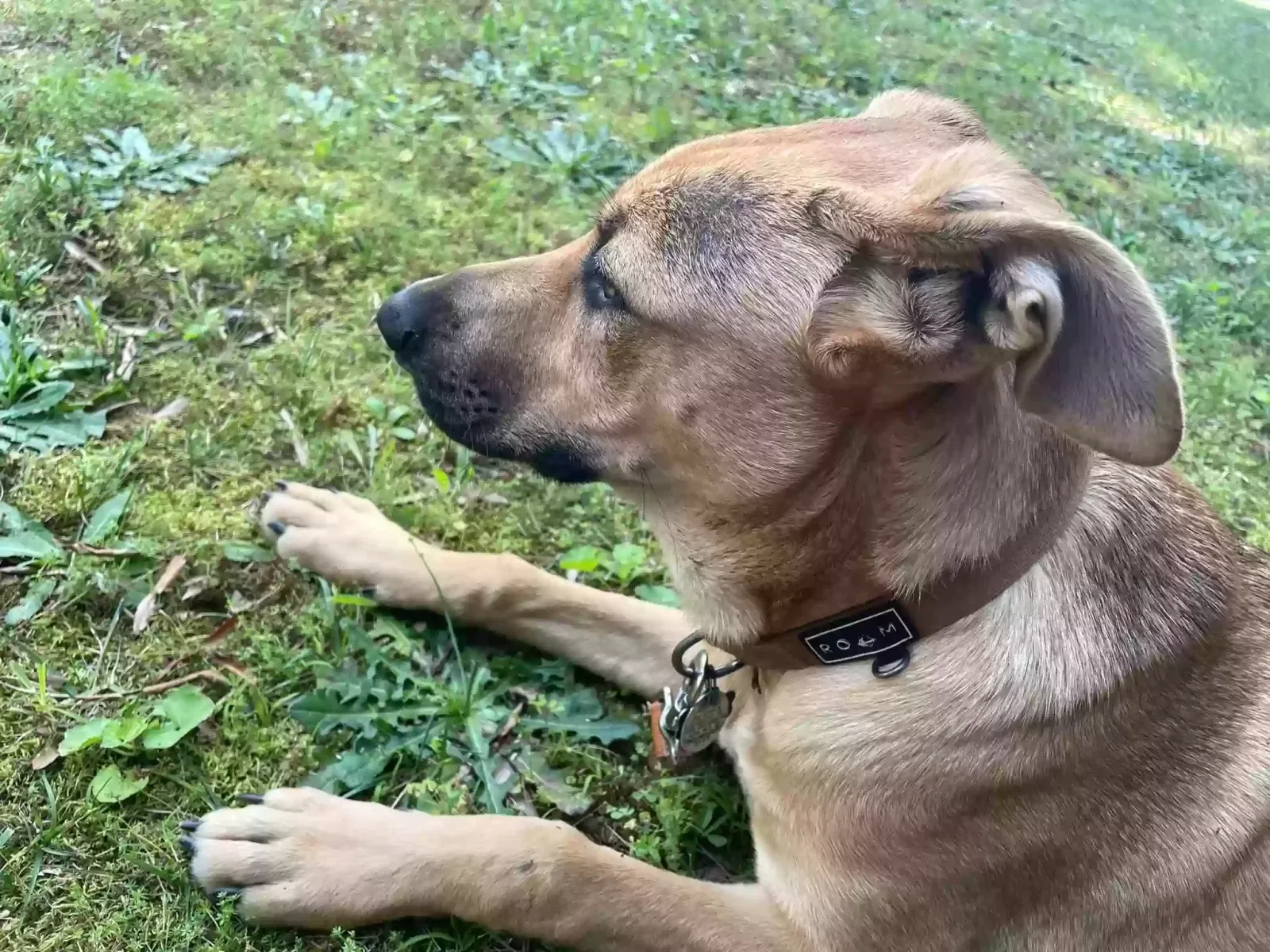 Lost dog in Rock Hill, SC, 29730