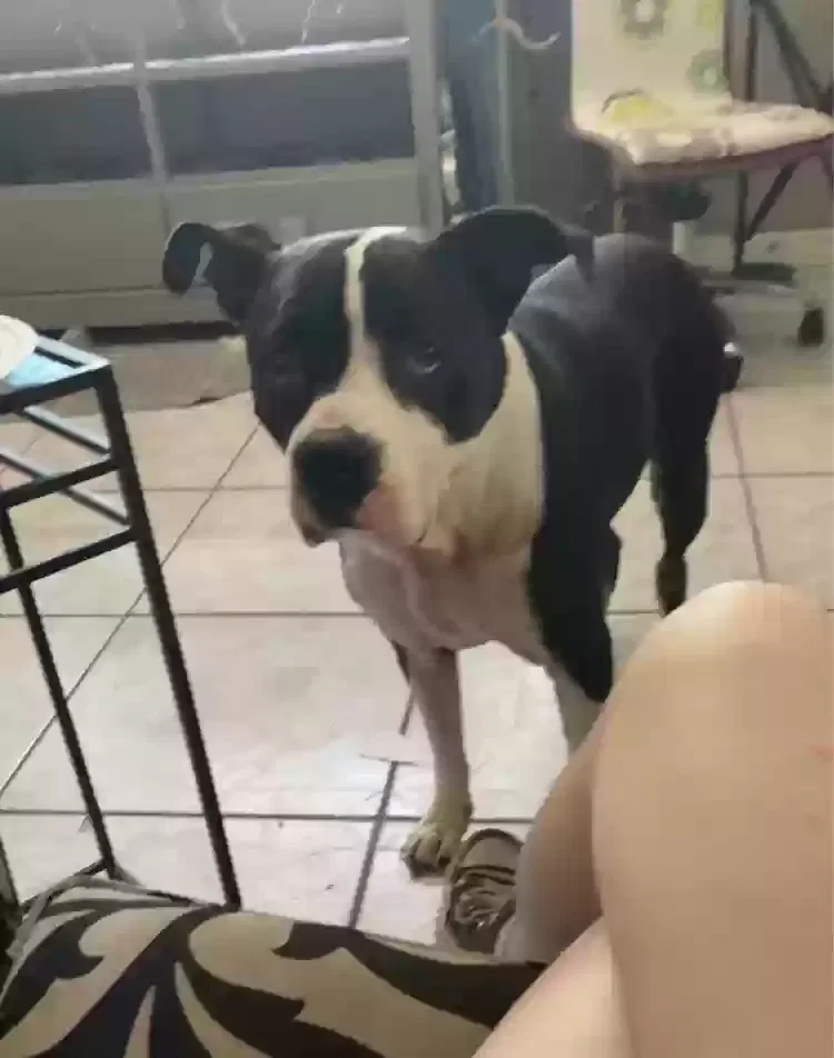 Lost dog in Tampa, FL, 33611
