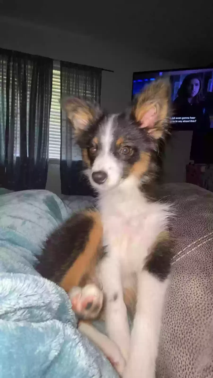 Lost dog in Round Rock, TX, 78681