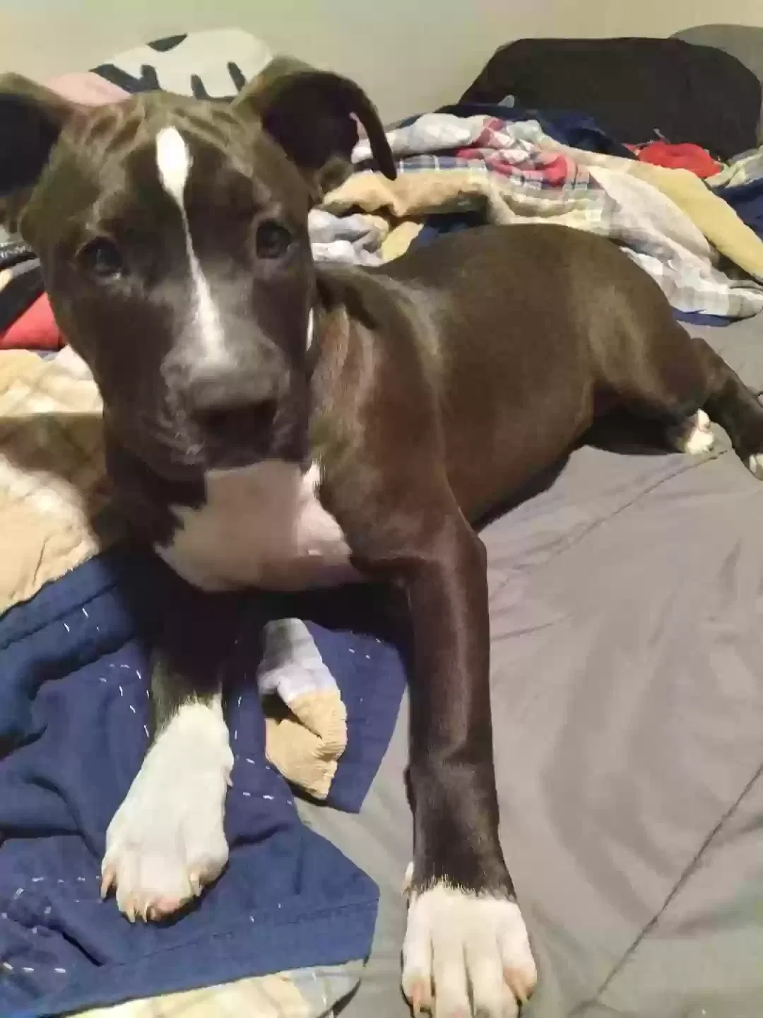 Lost dog in Leander, TX, 78641