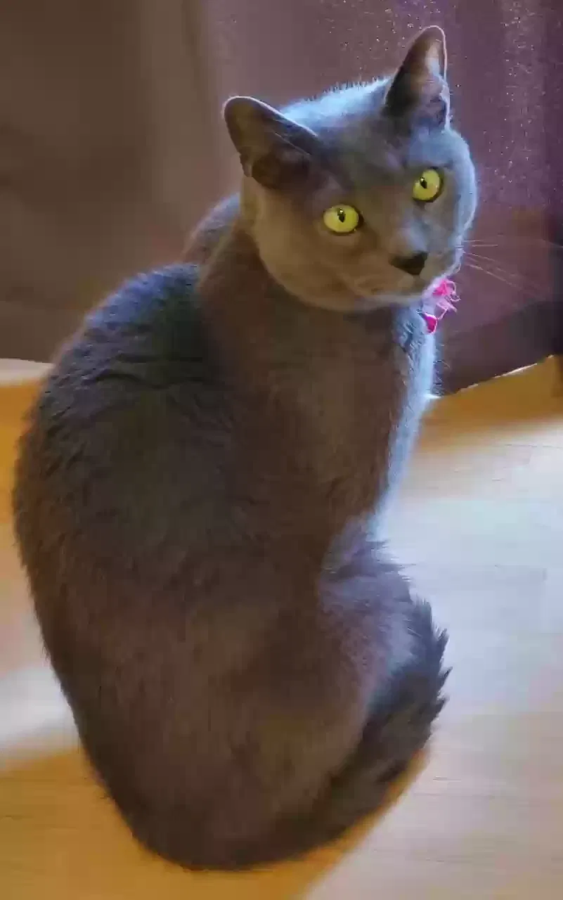 Lost cat in Henderson, NV, 89052