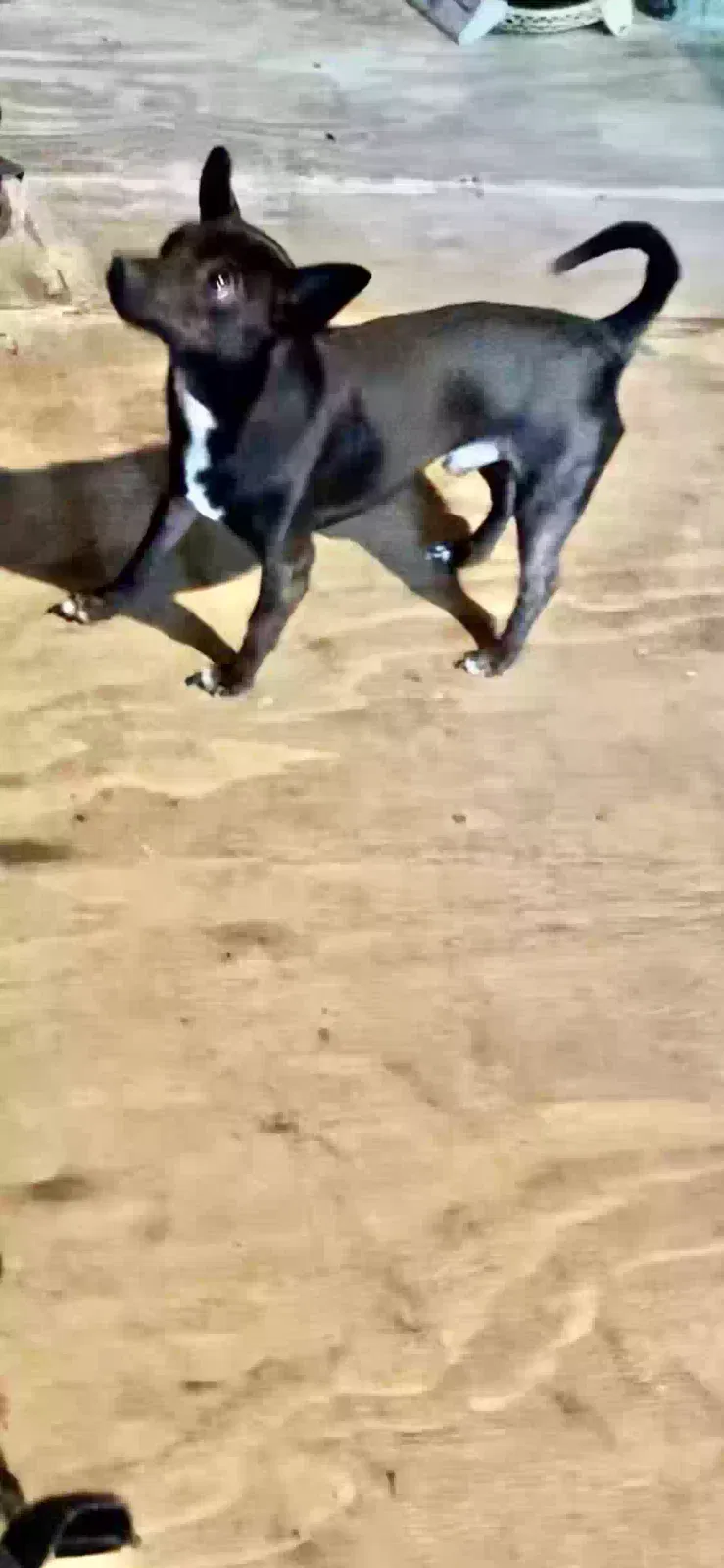 Lost dog in Mesquite, TX, 75149