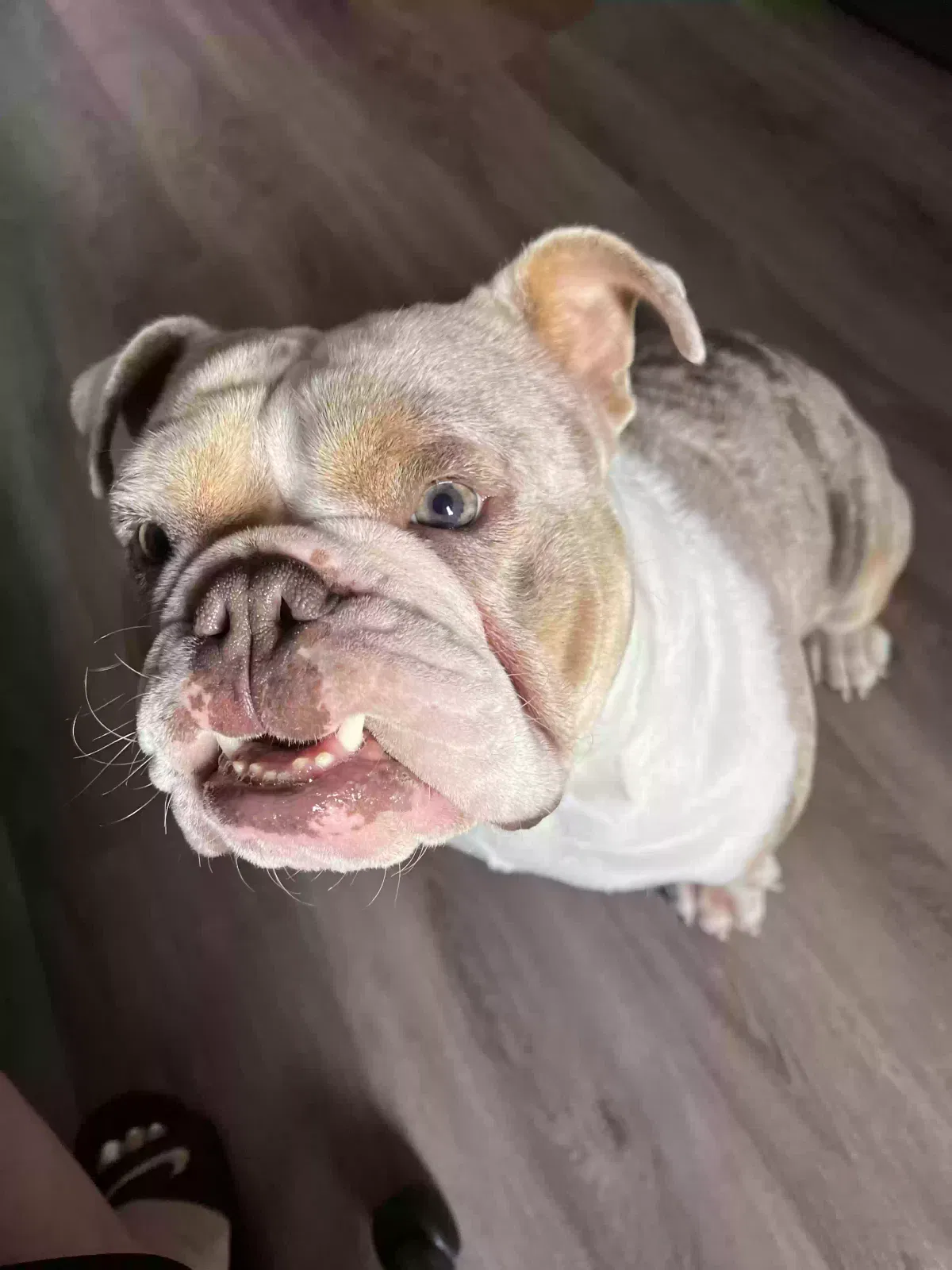 Lost dog in San Lorenzo, CA, 94580