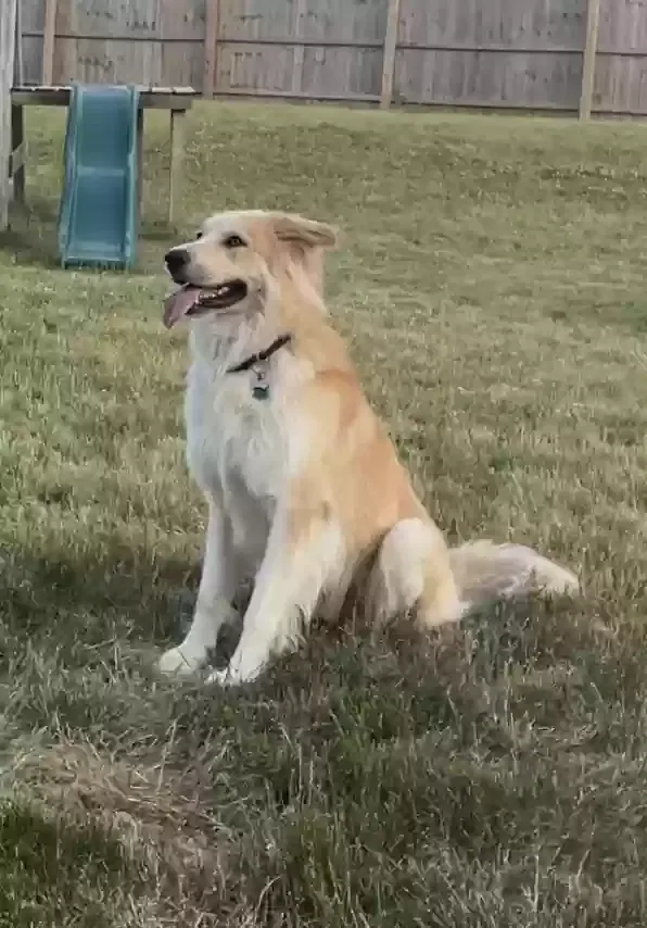 Lost dog in Kendallville, IN, 46755