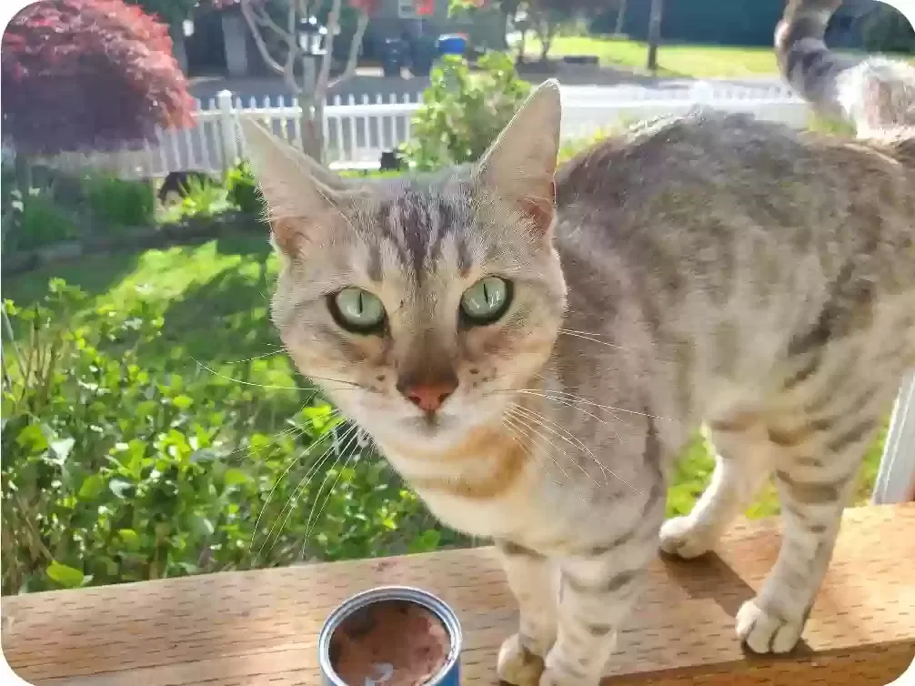 Lost cat in Salem, OR, 97303