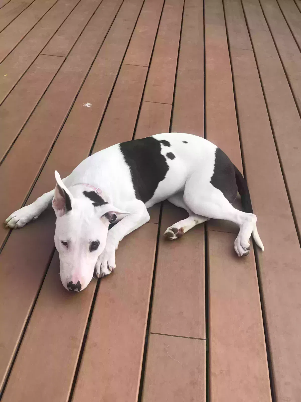 Found dog in Woodward, IA, 50276