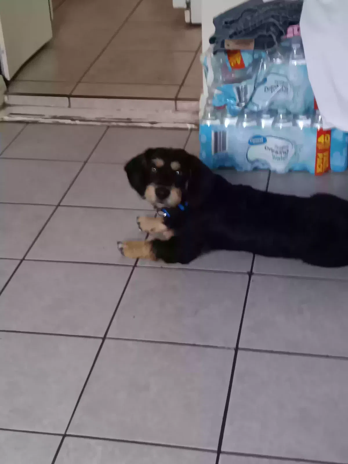 Found dog in San Bernardino, CA, 92411