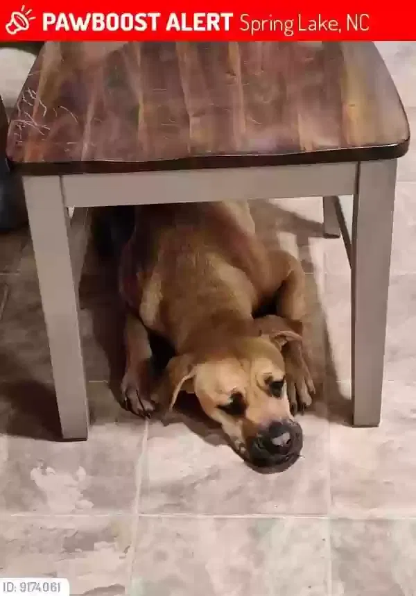 Lost dog in Spring Lake, NC, 28390