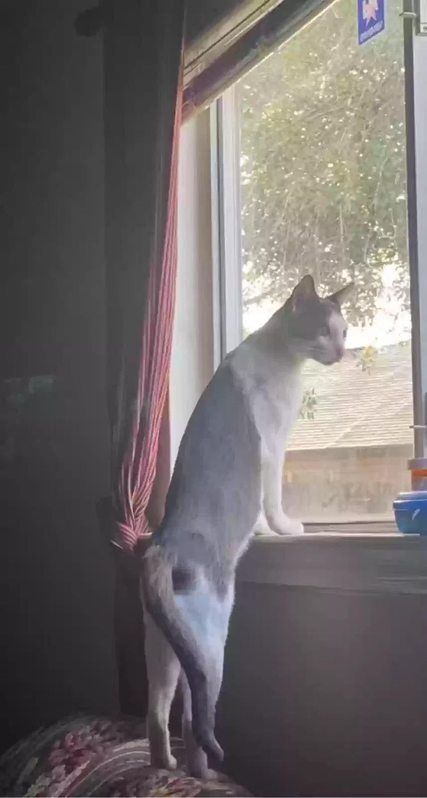 Lost cat in San Antonio, TX, 78251