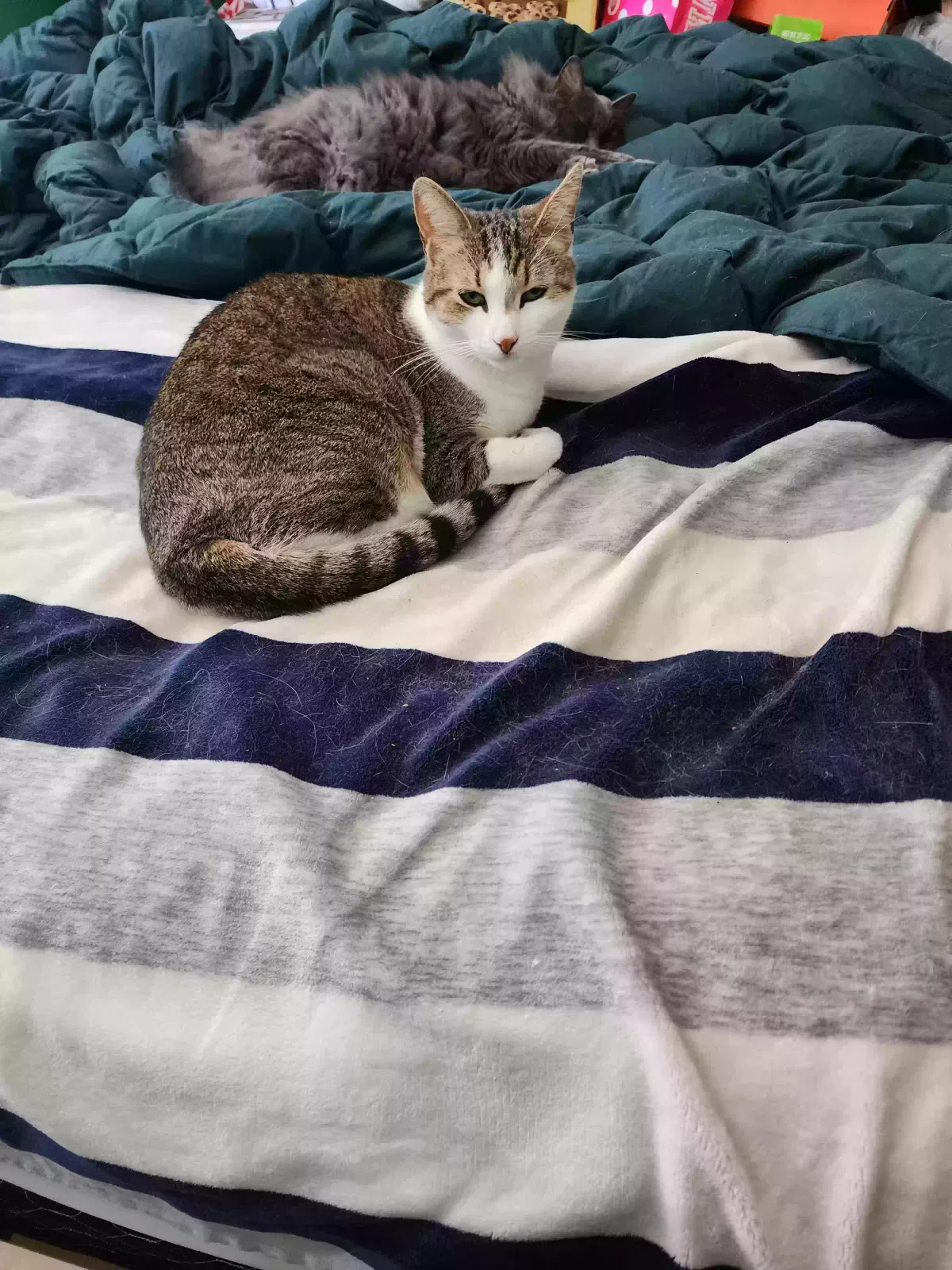 Lost cat in Phoenix, AZ, 85027