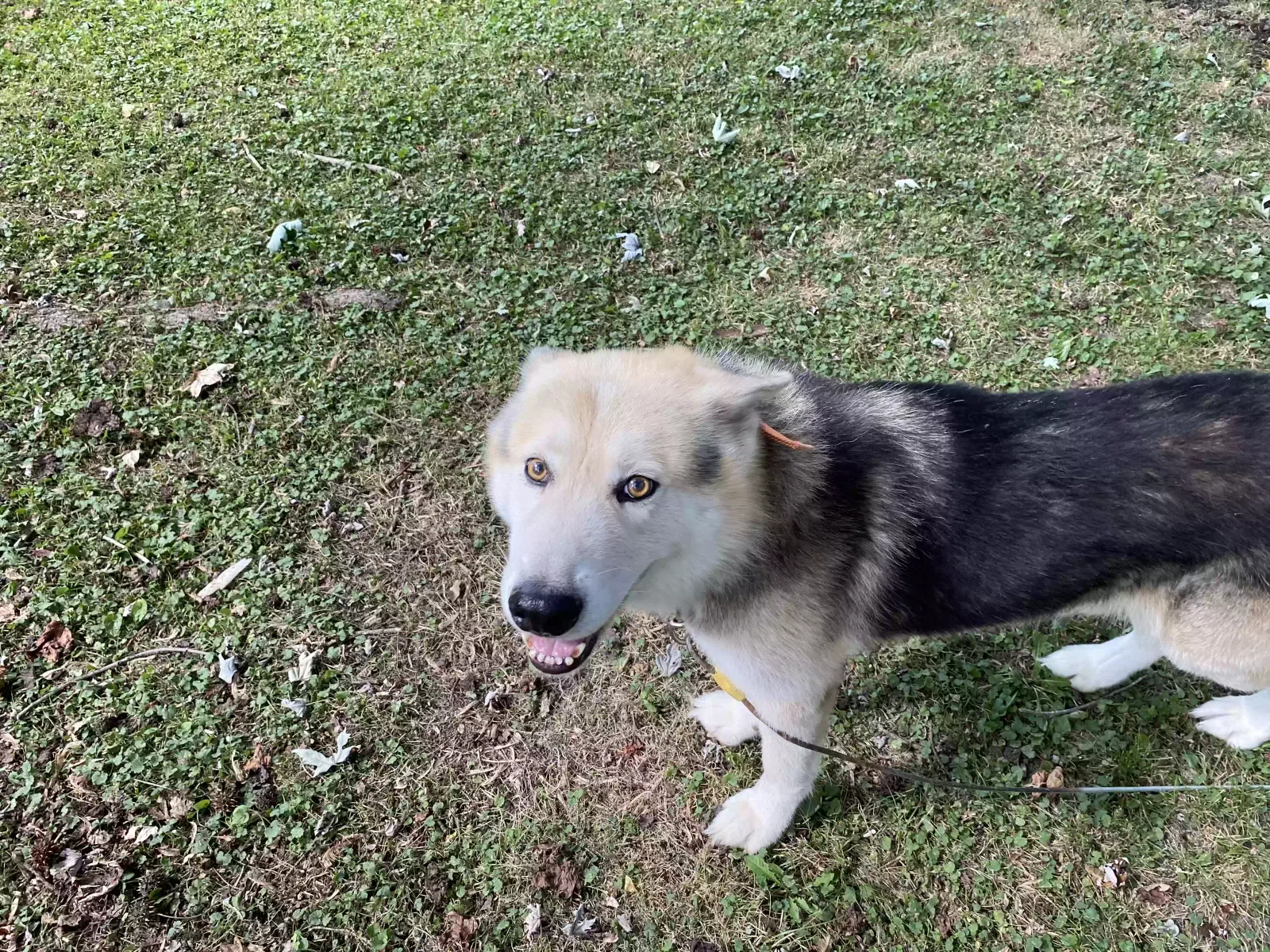 Lost dog in Springfield, MO, 65802