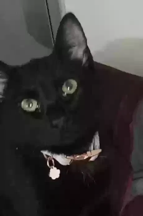 Lost cat in Morrisville, PA, 19067