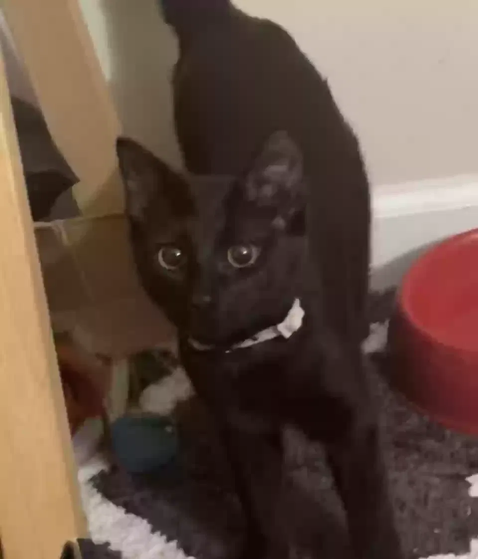 Lost cat in Morrisville, PA, 19067