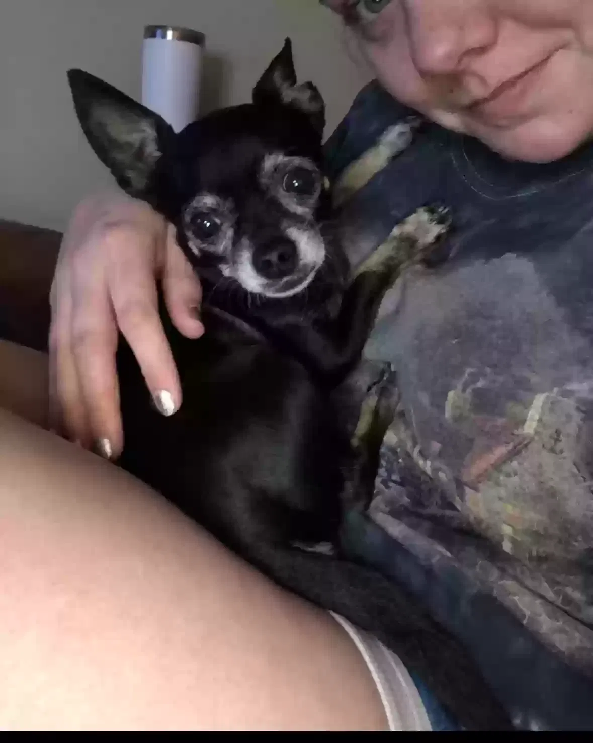 Lost dog in Knoxville, TN, 37938