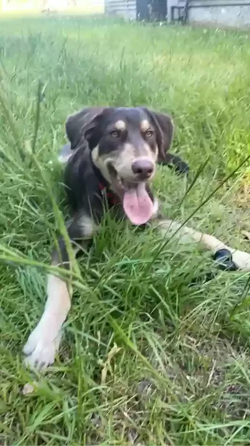 Found dog in Byron, GA, 31008
