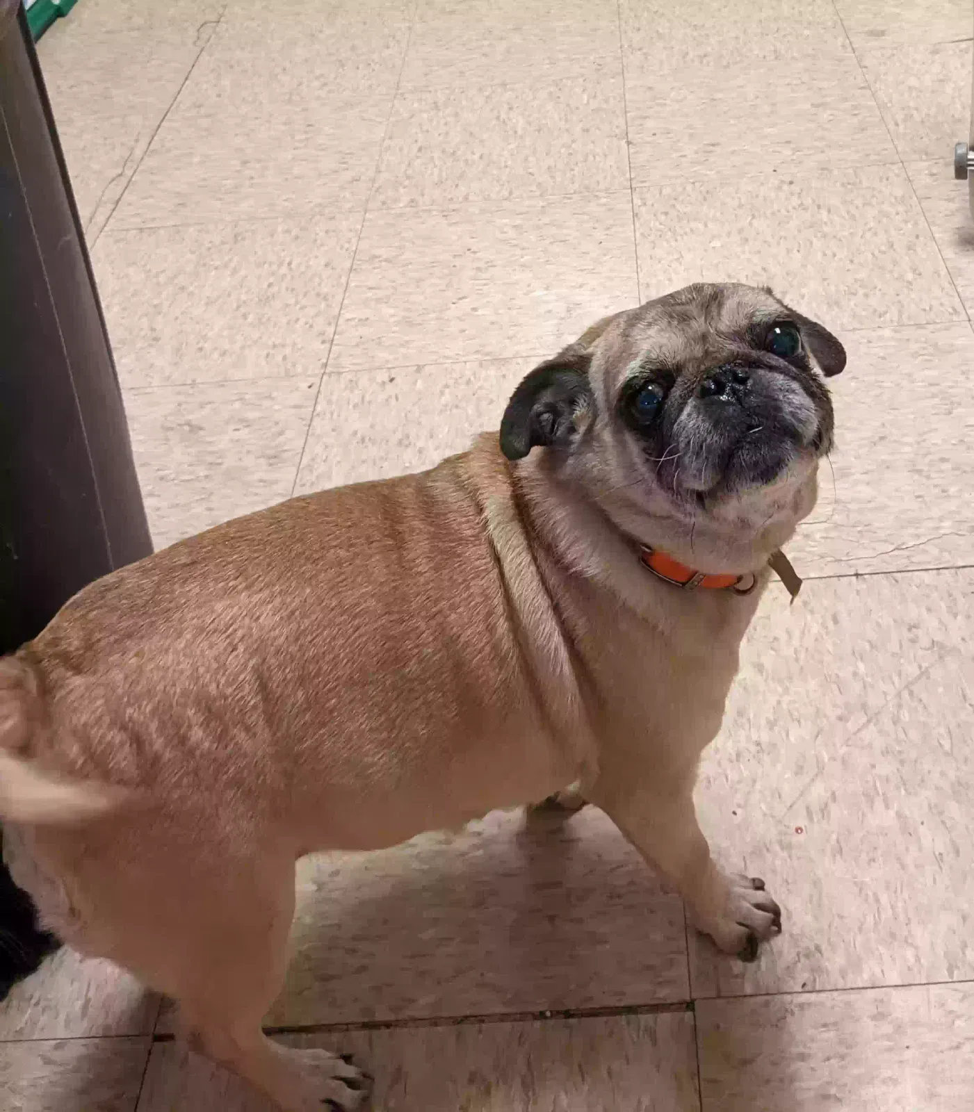 Lost dog in Toledo, OH, 43608