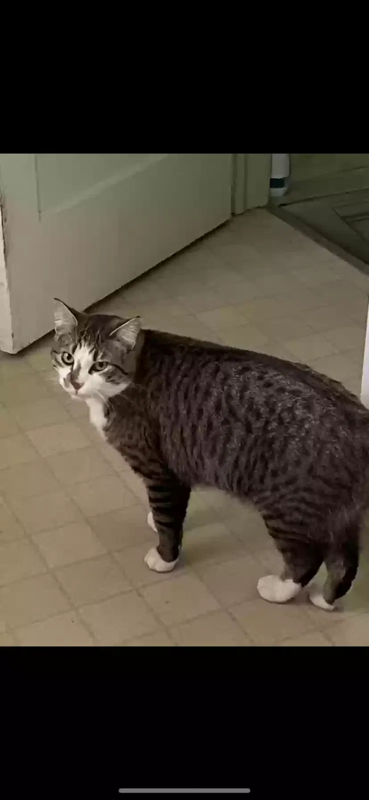 Lost cat in Hibbing, MN, 55746