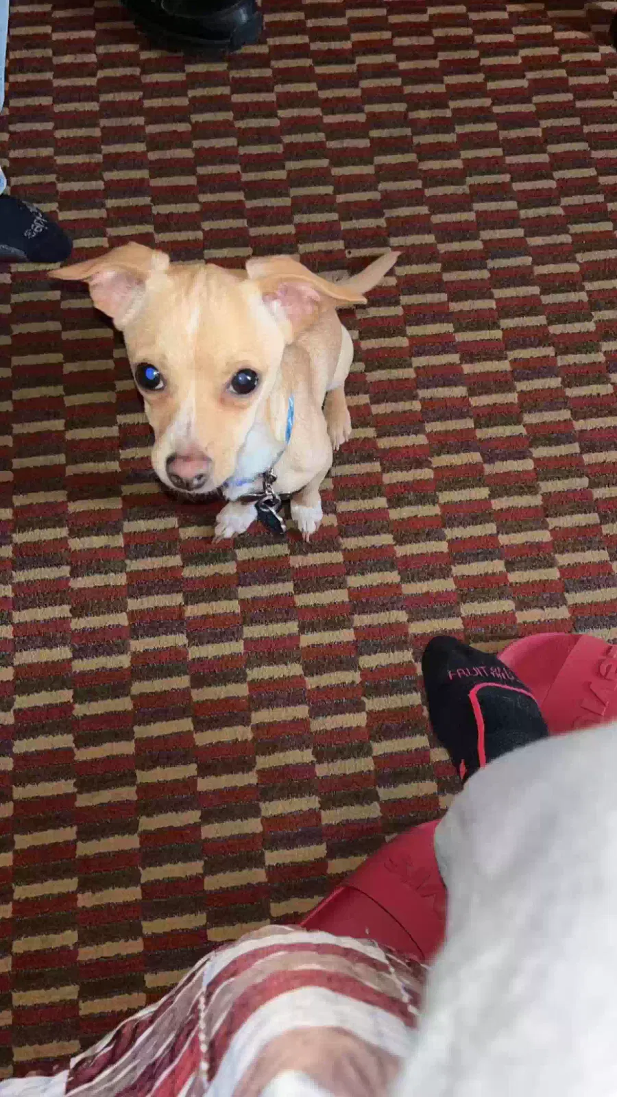 Lost dog in Detroit, MI, 48207