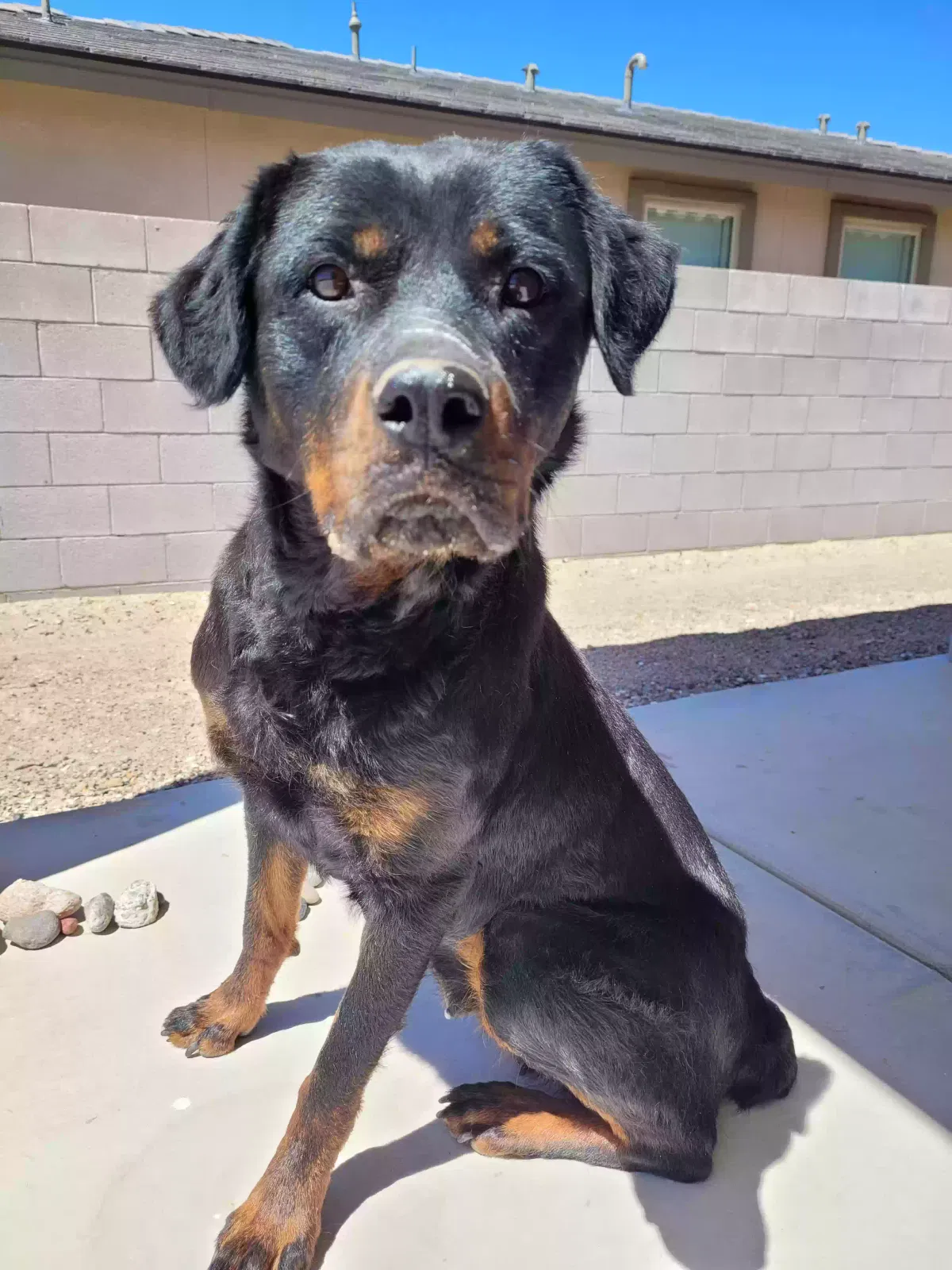 Found dog in Albuquerque, NM, 87120