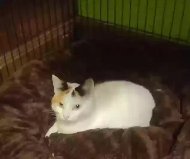 Lost cat in Fredonia, WI, 53021