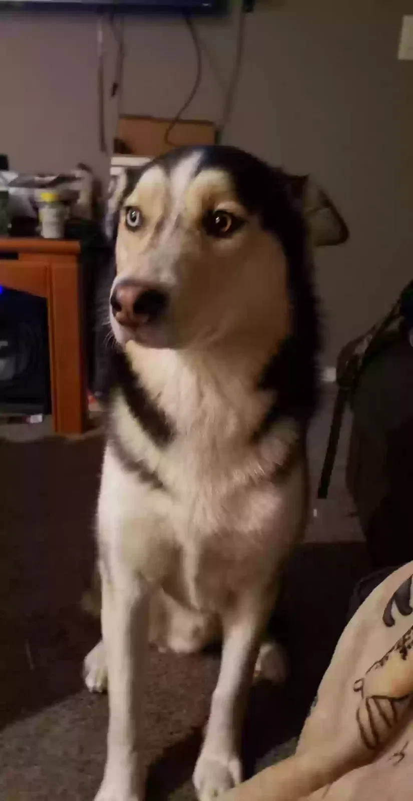Lost dog in Tacoma, WA, 98409