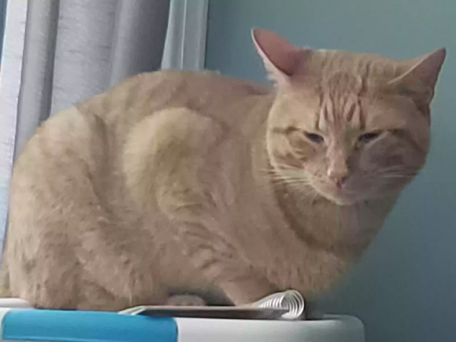 Found cat in Winchendon, MA, 1475