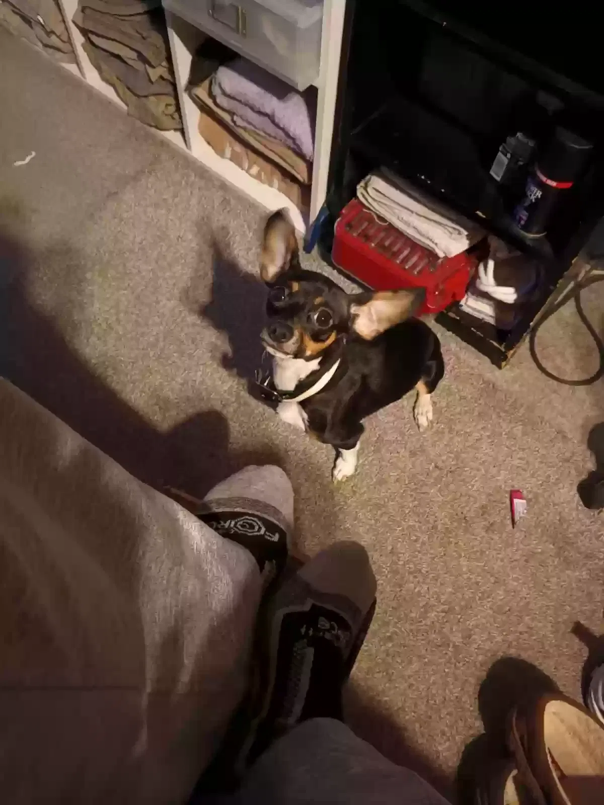 Lost dog in Portland, OR, 97222