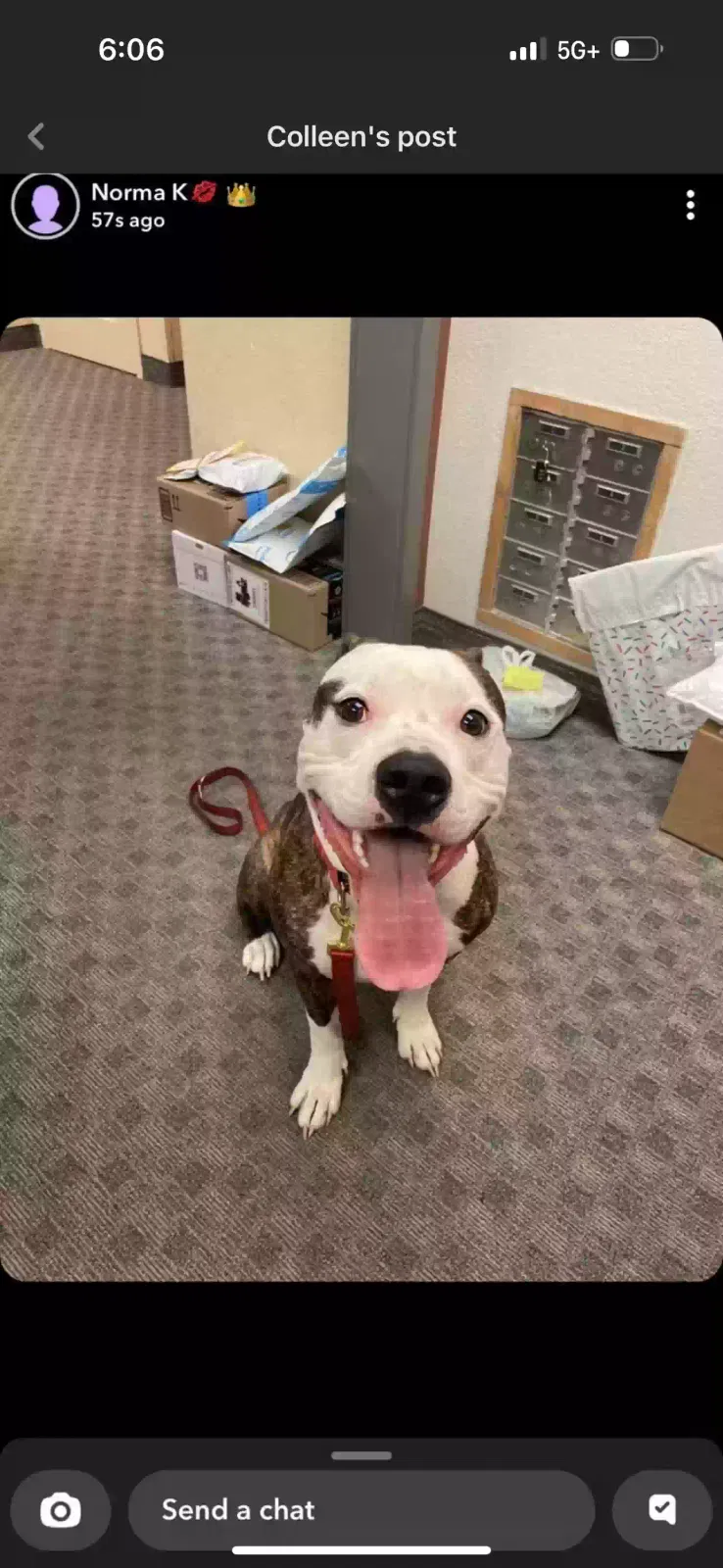 Found dog in Indianapolis, IN, 46222