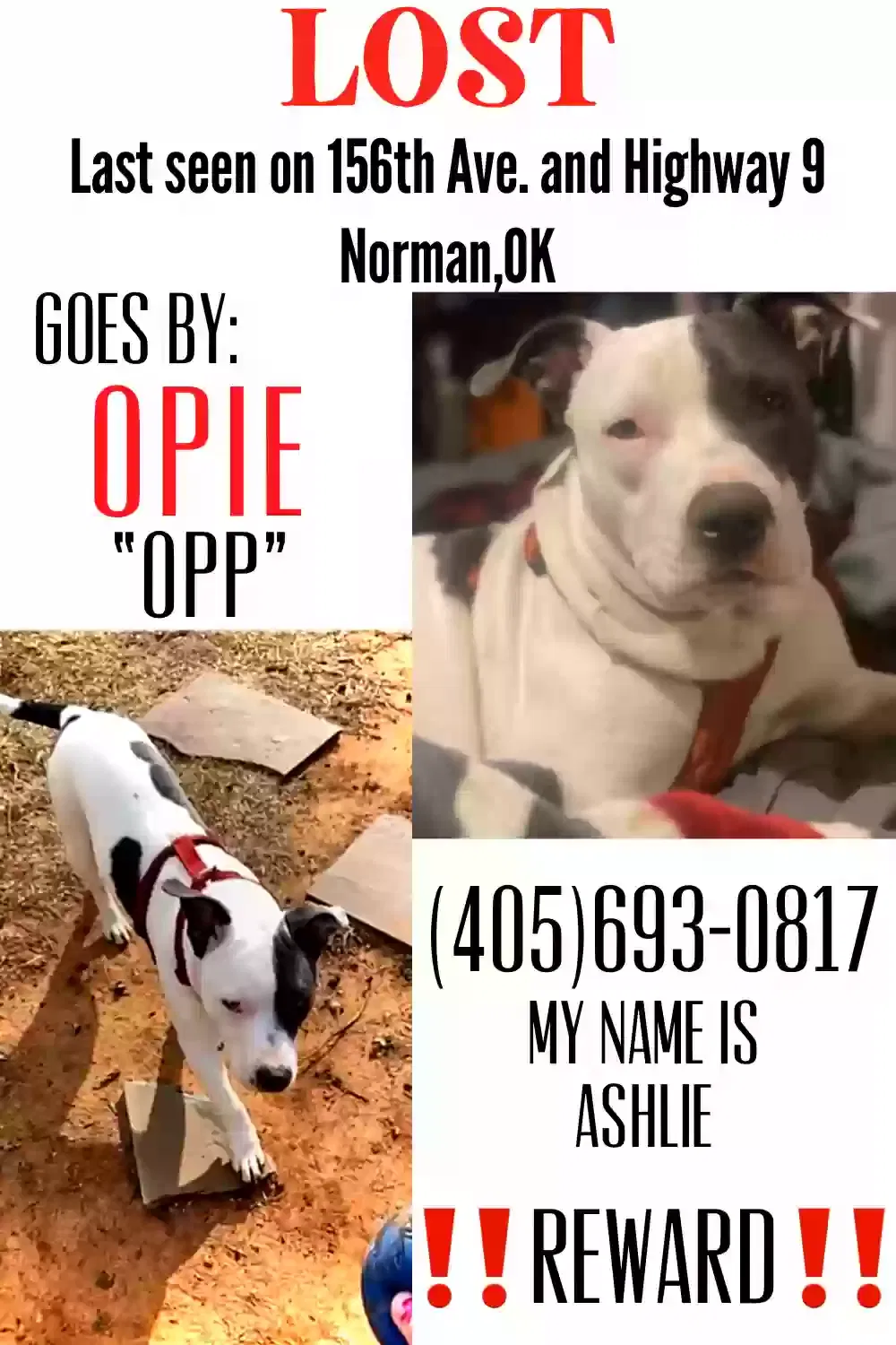Lost dog in Norman, OK, 73026