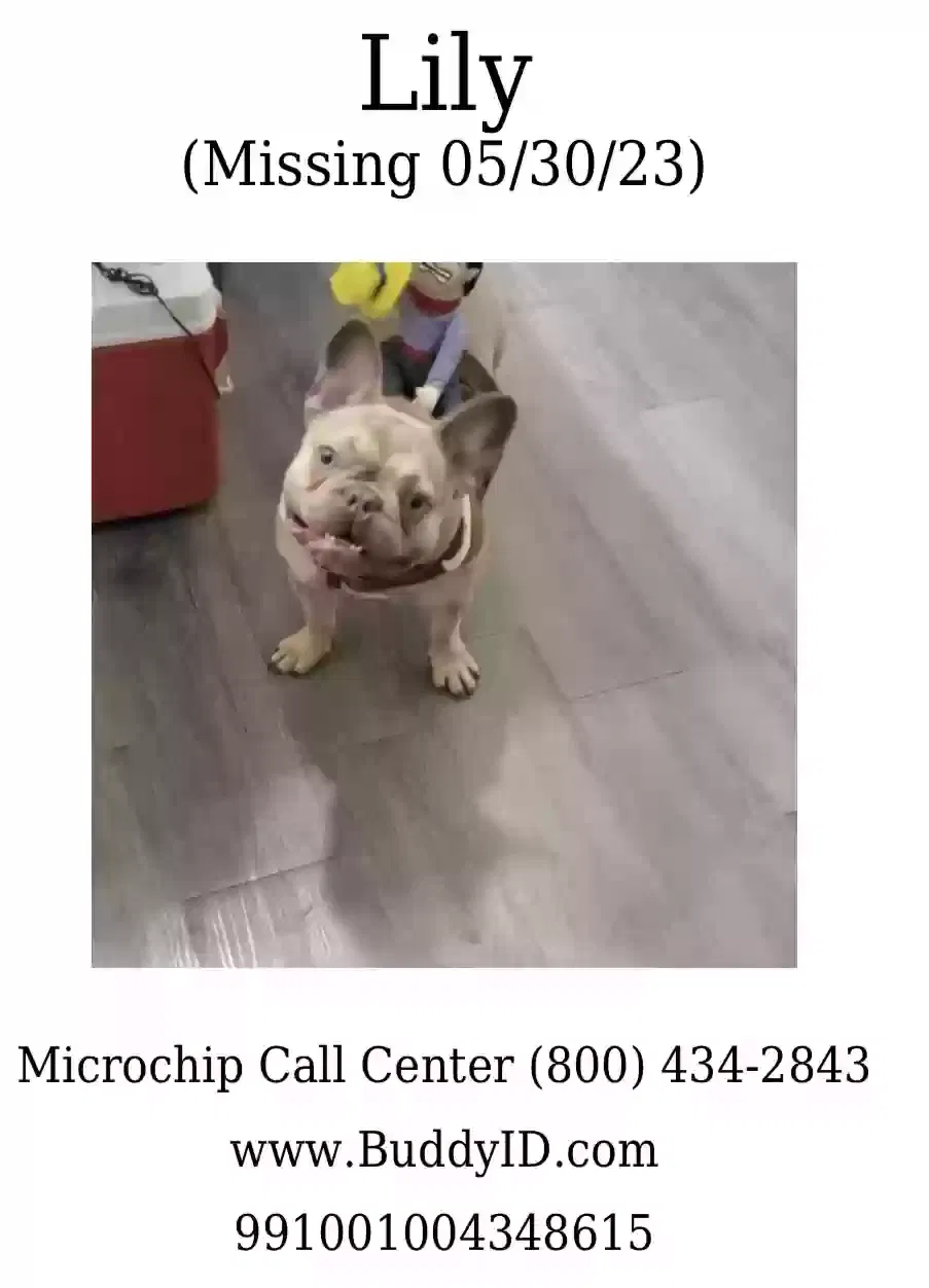 Lost dog in San Antonio, TX, 78217
