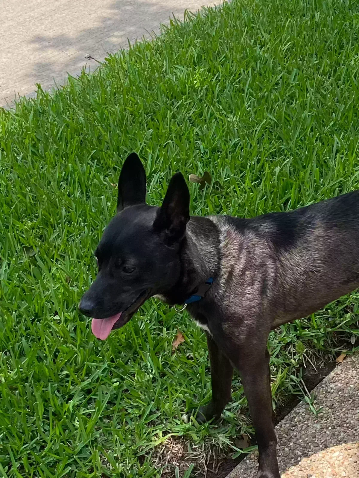 Found dog in Arlington, TX, 76015