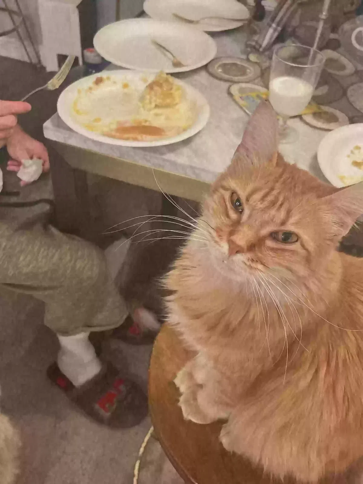 Lost cat in Anaheim, CA, 92801