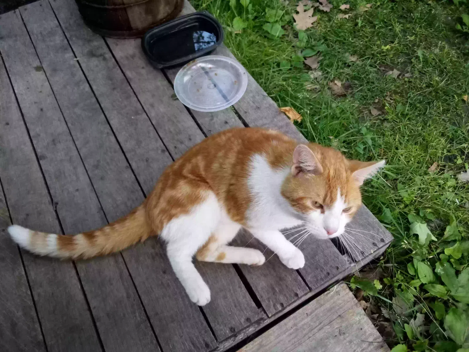 Found cat in Denmark, WI, 54208