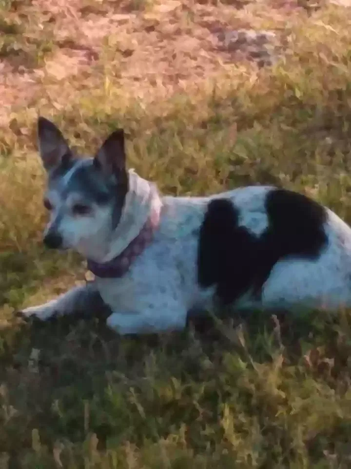Lost dog in Oklahoma City, OK, 73127