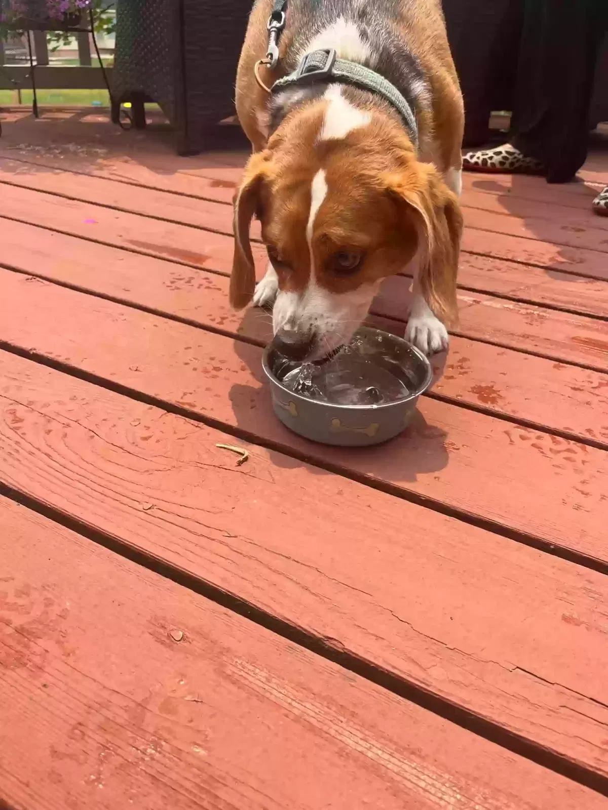 Lost dog in Novi, MI, 48374