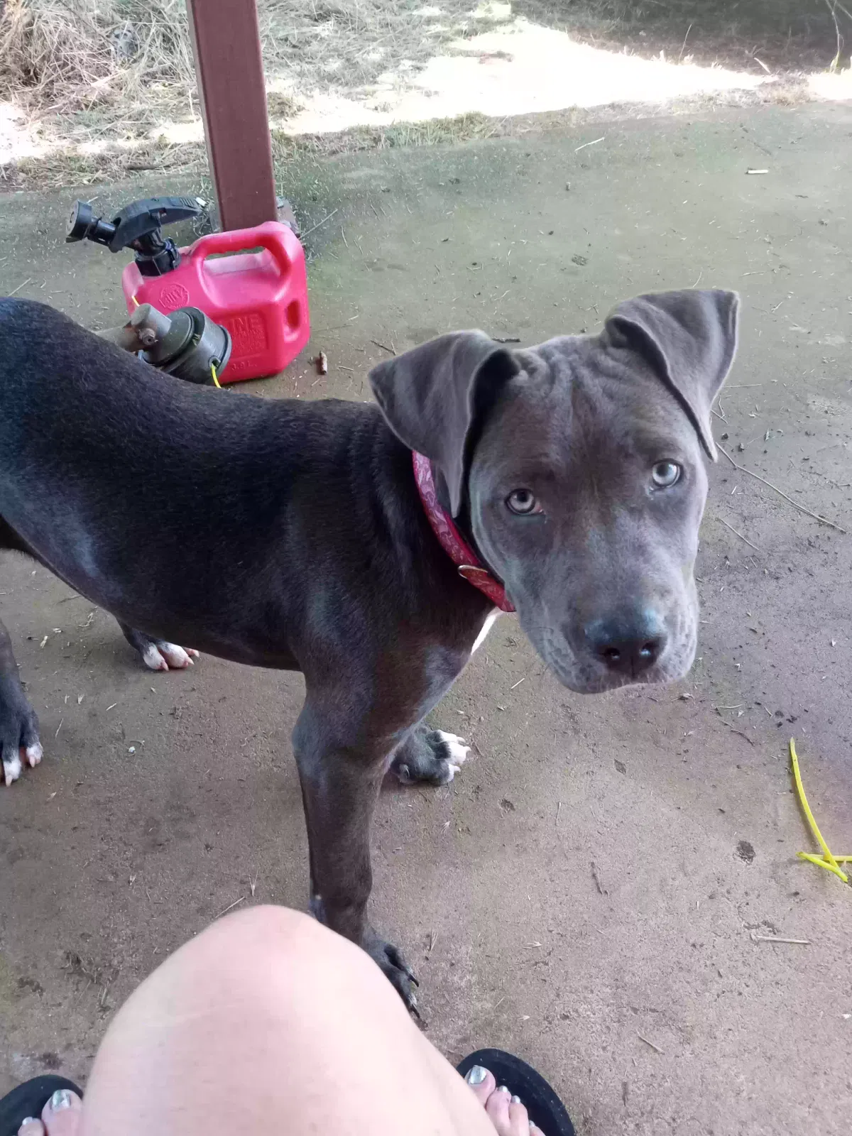 Found dog in Mcloud, OK, 74851