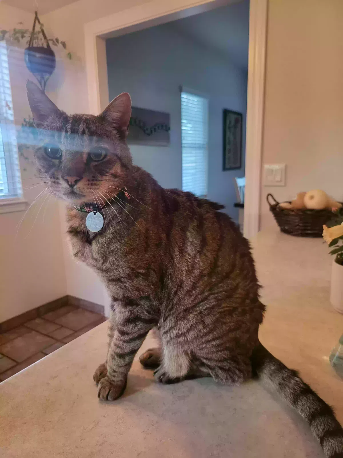 Lost cat in Petaluma, CA, 94952