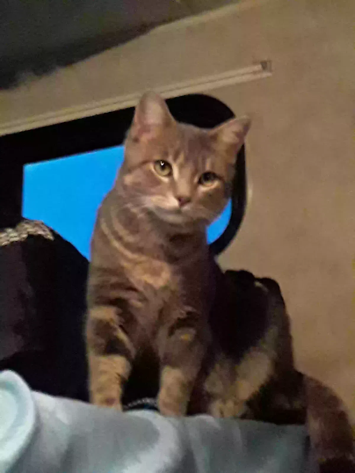 Lost cat in Hermitage, TN, 37076
