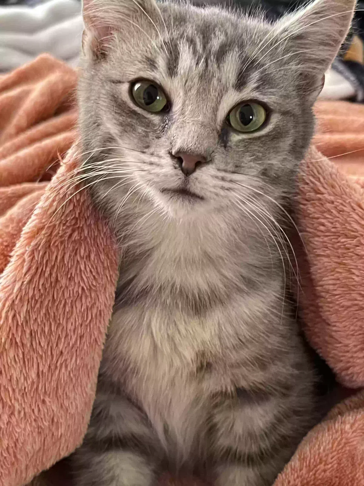 Lost cat in Saint Paris, OH, 43072