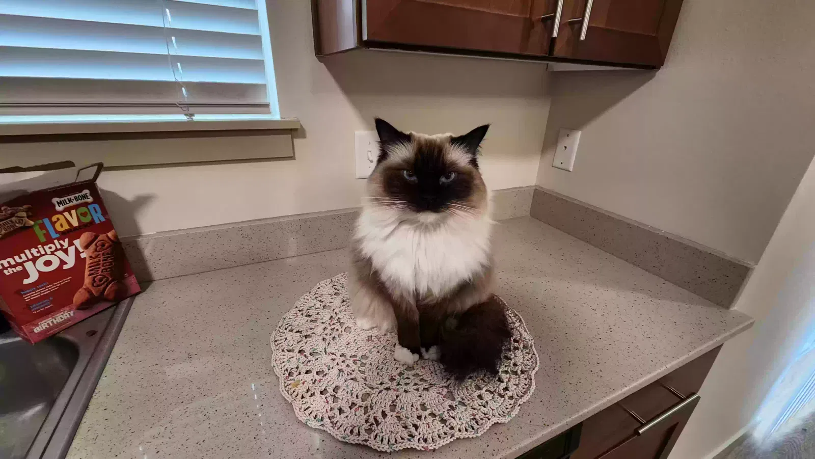 Lost cat in Eugene, OR, 97402