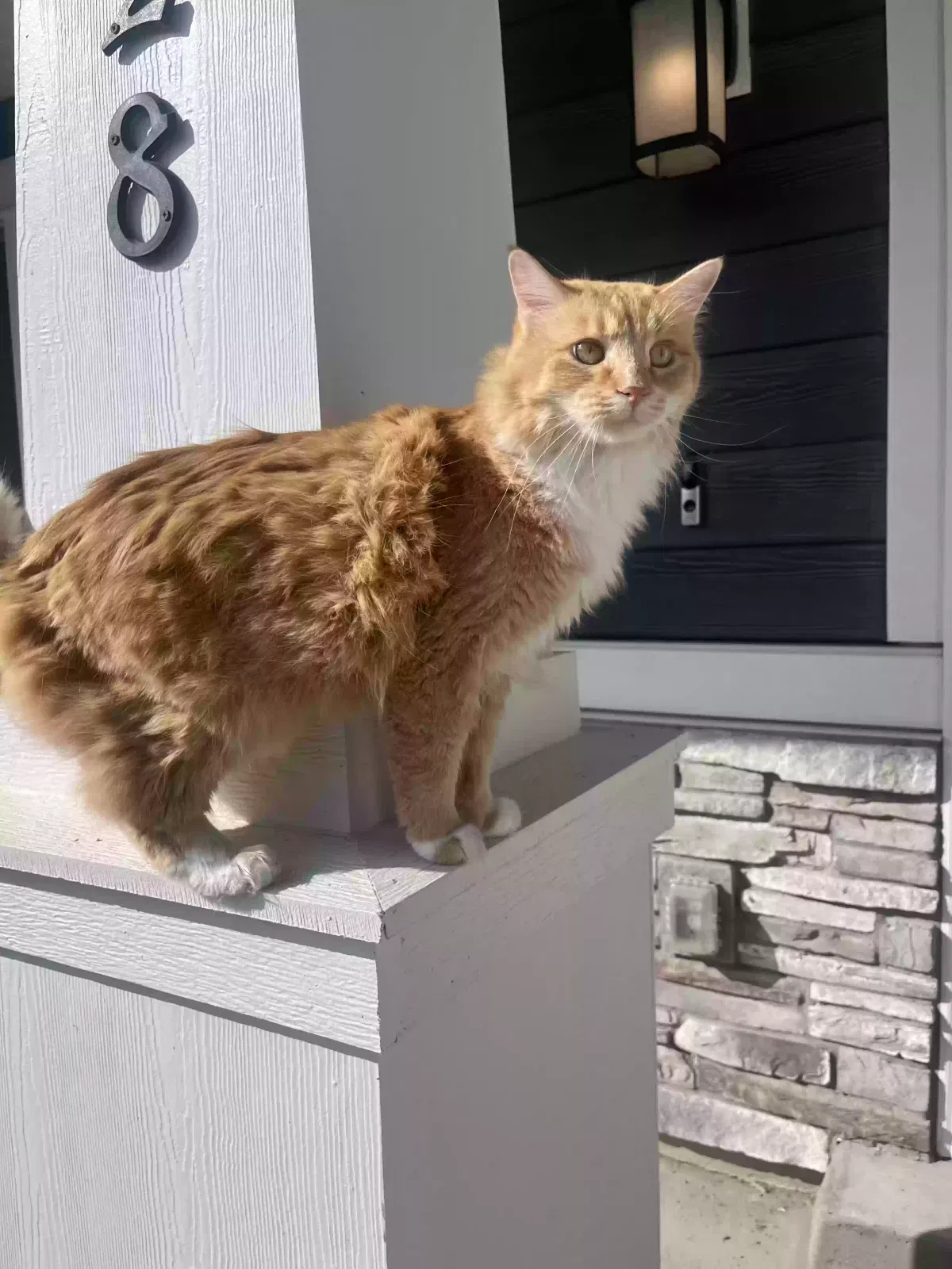 Lost cat in Magna, UT, 84044