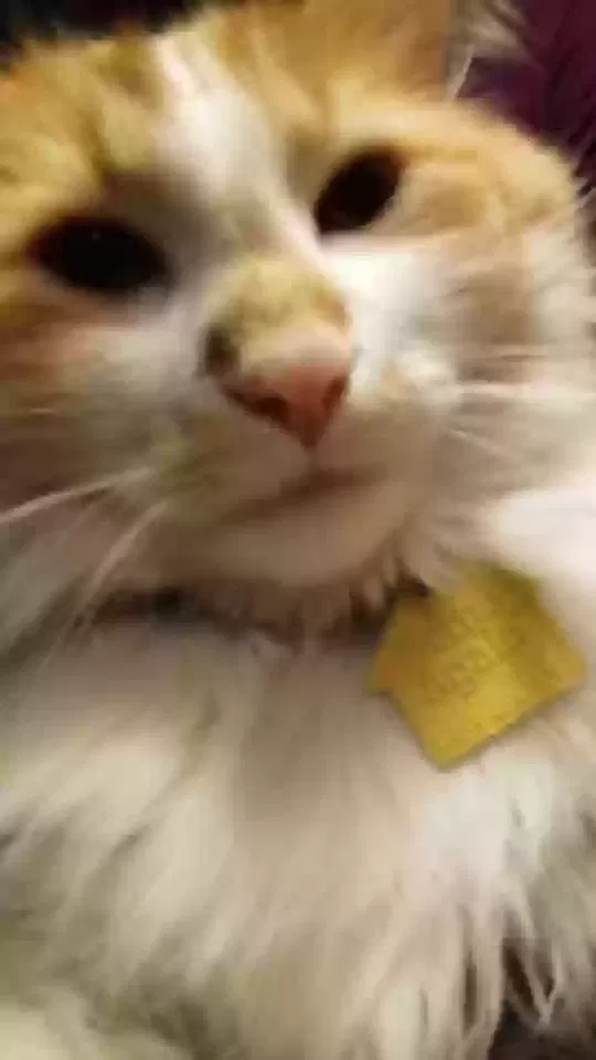 Lost cat in Aurora, CO, 80017
