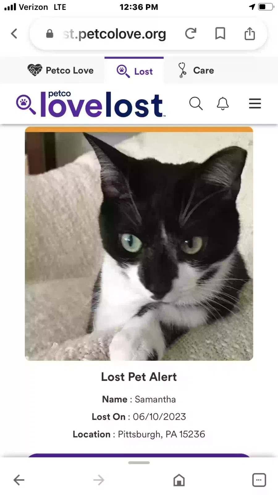 Lost cat in Pittsburgh, PA, 15236