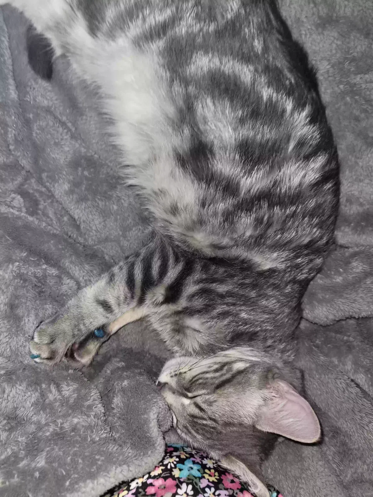 Lost cat in Wichita, KS, 67218
