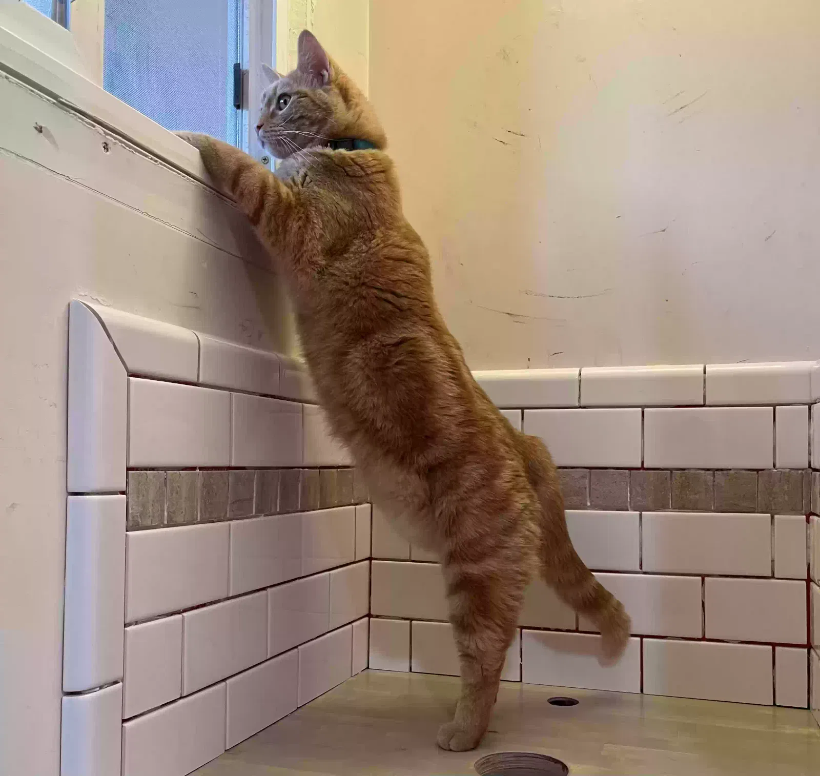 Lost cat in West Jordan, UT, 84088