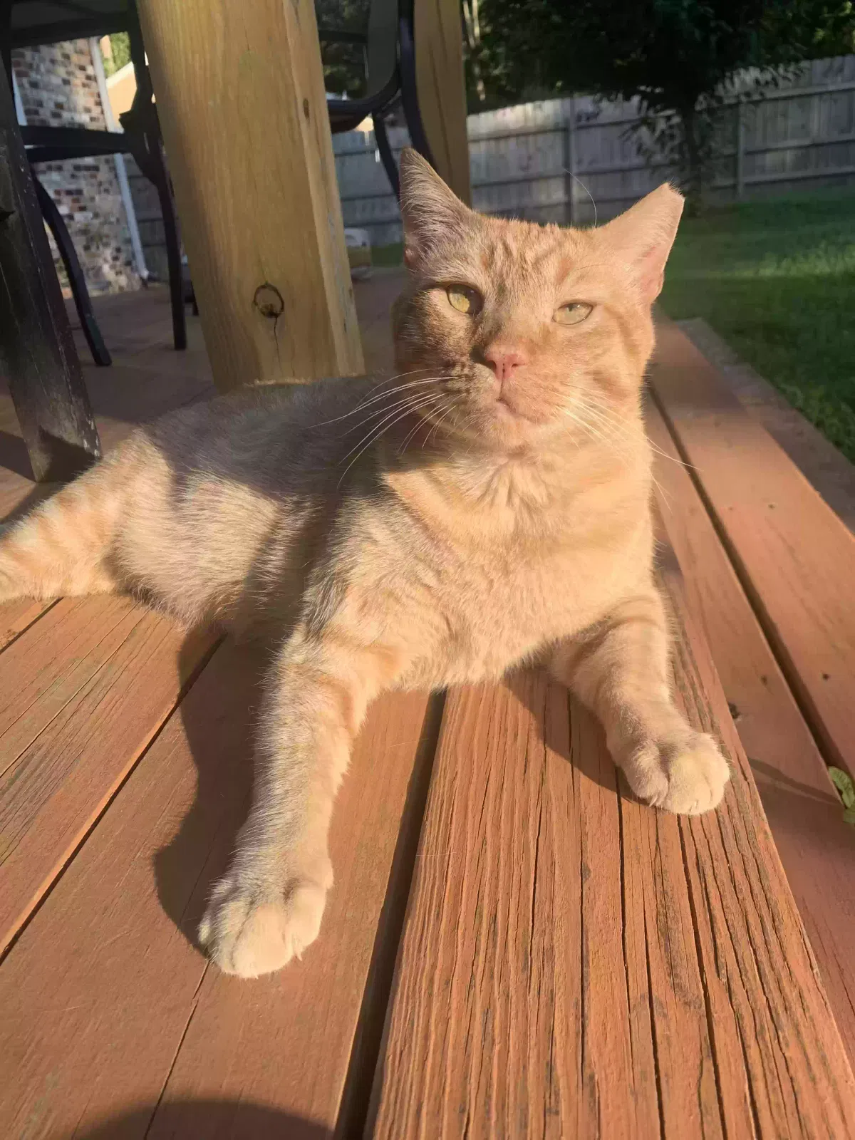 Lost cat in Trappe, MD, 21673