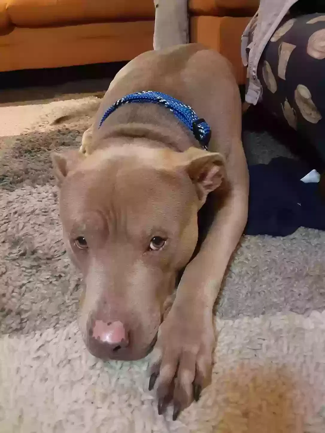 Lost dog in Seattle, WA, 98108
