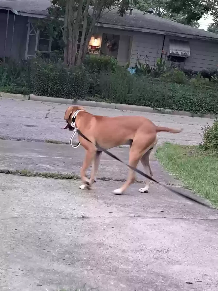 Lost dog in Houston, TX, 77017